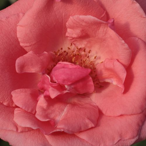 Rosa Sebastian Schultheis - trandafir cu parfum discret - Trandafir copac cu trunchi înalt - cu flori teahibrid - roz - Heinrich Schultheis - coroană dreaptă - ,-